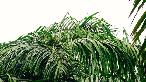 Palm leaf branches with clear sky background Stock Footage 295462359