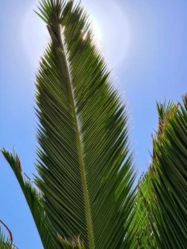 A palm leaf with the bright sun Foto stock