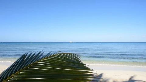 Palm leaf at the Caribbean ocean beach background Stock Footage 120398262