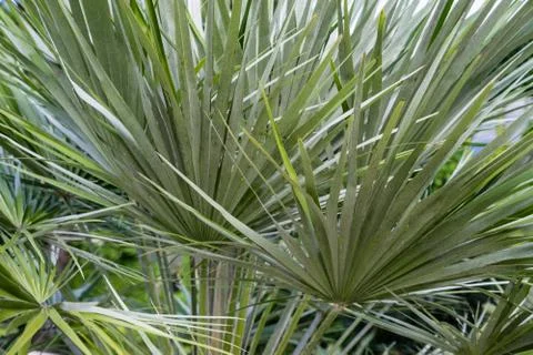 Palm leaf chamearops humilis dwarf palm tree plant leaves leaf from middle sea Stock Photos