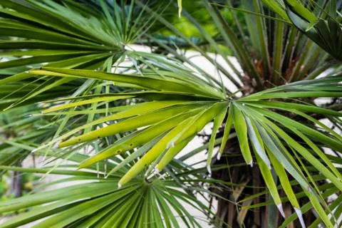 Palm leaf chamearops humilis dwarf palm tree plant leaves leaf from middle sea Stock Photos