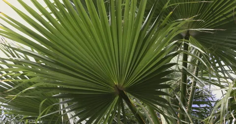 Palm leaf close up, 4K Stock Footage 254100959