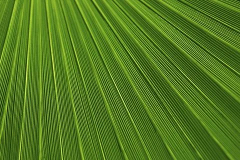 Palm leaf close up background, nature design Stock Photos