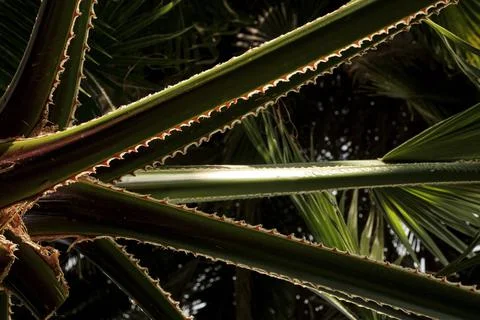 Palm leaf close up. Background of palm leaves. Stock Photos