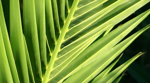Palm leaf close up Stock Footage 34342240