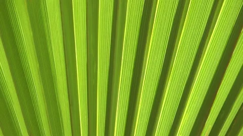 Palm leaf close up green abstract movement background Video stock 48604399