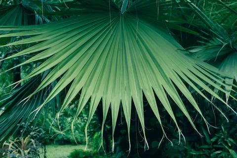 Palm leaf close-up in the jungle. Stock Photos