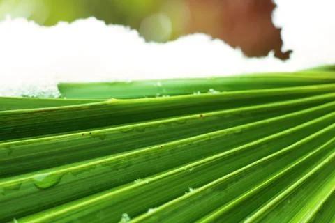 Palm leaf close up with light rays and snow in the background Stock Photos