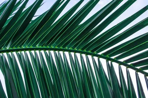 Palm leaf close up. Natural background Stock-Fotos