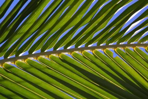 Palm leaf - close up Stock Photos