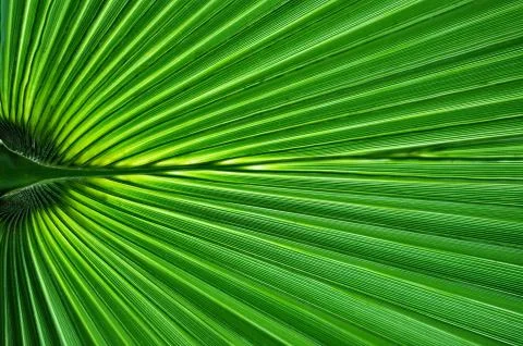 Palm leaf close-up Stock Photos