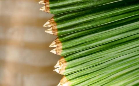 Palm leaf close-up Stock Photos