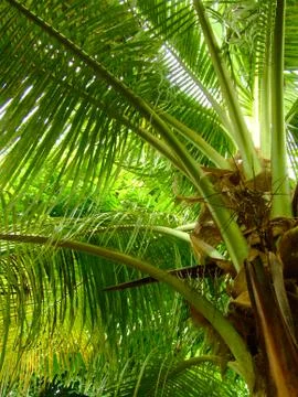 Palm leaf close up Stock Photos