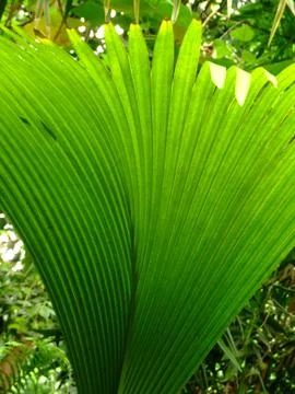 Palm leaf close up Stock Photos