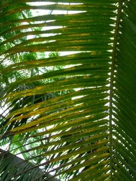 Palm leaf close up Stock Photos