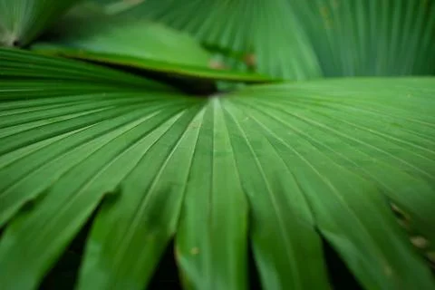 Palm Leaf Close-Up Stock Photos