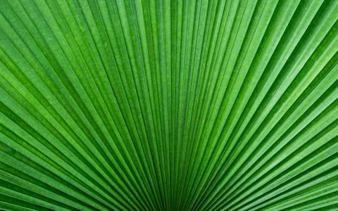 Palm Leaf Close-Up Stock Photos