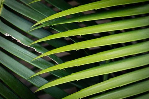 Palm Leaf Close-Up Stock Photos