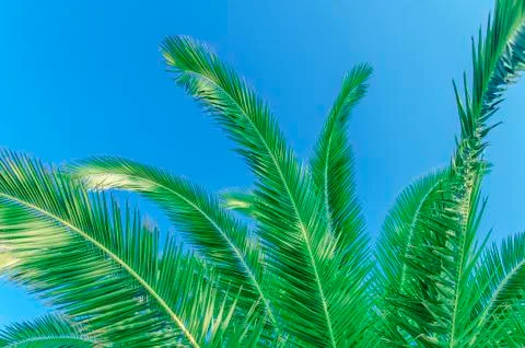 Palm leaf close with sky background Stock Photos