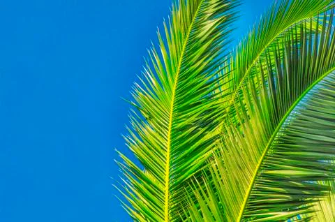 Palm leaf close with sky background Stock Photos