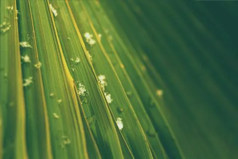 Palm leaf close up with snowflakes and water drops Stock Photos