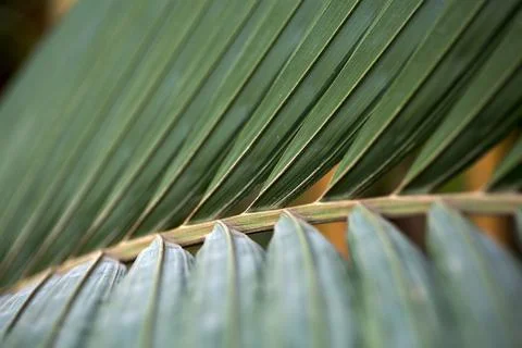 Palm leaf close up. Texture tropical plant leaf in tropic jungle climate. Stock Photos