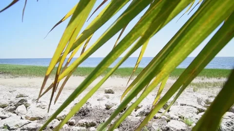 Palm leaf up close then reveal of ocean beach and surf Stock Footage 152959927