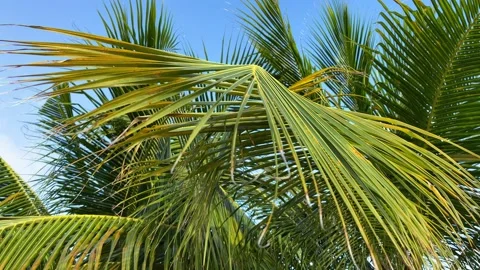 Palm leaf closeup on a blue sky background. Motion of the camera. Stock Footage 185757094