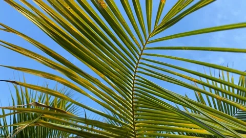 Palm leaf closeup on a blue sky background. Slow motion of the camera. Stock Footage 186790143