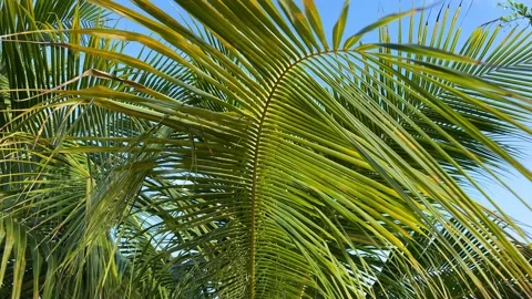 Palm leaf closeup on a blue sky background. Motion of the camera. Stock Footage 189883520