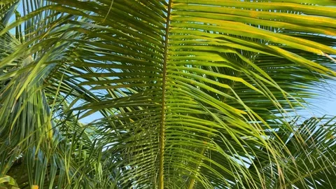 Palm leaf closeup on a blue sky background. Motion of the camera. Video stock 194797628