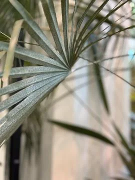 Palm leaf closeup with blurred background, suitable for nature and relaxati.. Stock Photos