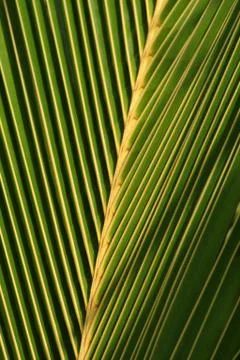Palm leaf closeup Stock Photos