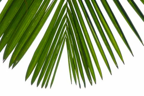 Palm leaf closeup at white clouds background. Shooted in nature, top view for Stock Photos