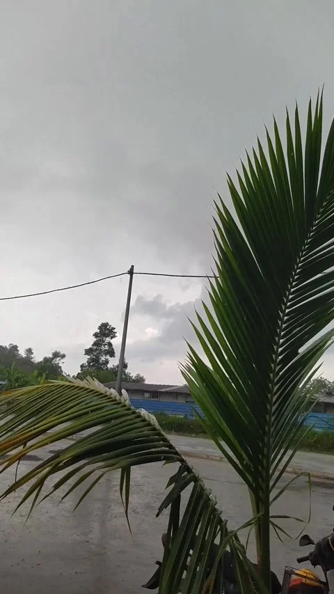Palm Leaf with Cloudy Sky - Tropical Plant Vertical B-Roll Stock Footage 336654076