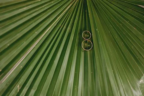 On a palm leaf a composition of two wedding rings Stock Photos