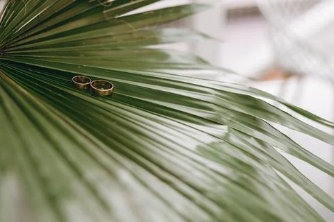 On a palm leaf a composition of two wedding rings Stock Photos