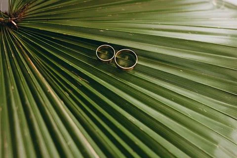 On a palm leaf a composition of two wedding rings Stock Photos