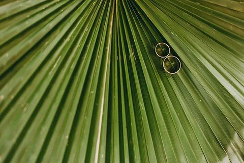 On a palm leaf a composition of two wedding rings Stock Photos