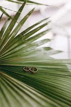 On a palm leaf a composition of two wedding rings Stock Photos