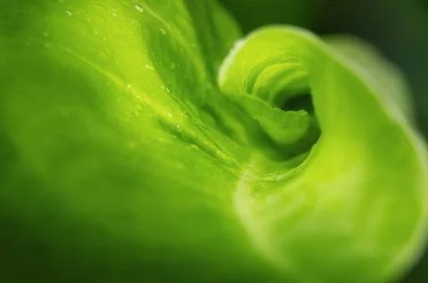 The palm leaf curls. Abstract nature background Stock Photos