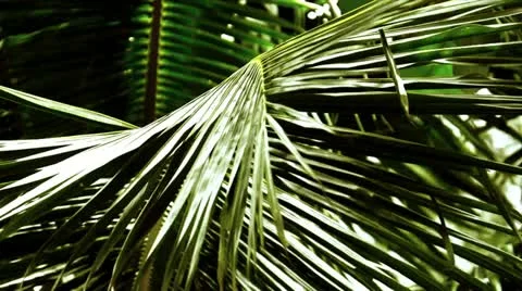 Palm Leaf with Deep Shadows Stock Footage 12300104