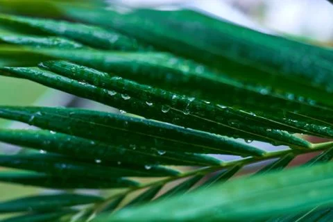 Palm leaf with dew drops Stock Photos