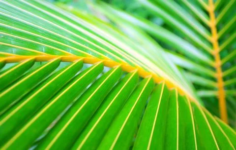 Palm leaf with diagonal lines closeup Stock Photos