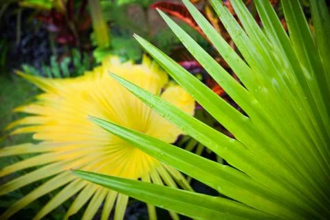 Palm leaf with diagonal lines closeup Stock-Fotos