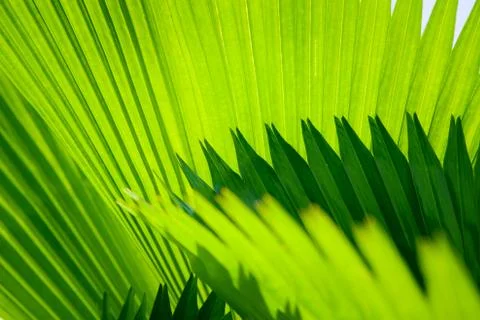 Palm leaf with diagonal lines closeup Stock Photos