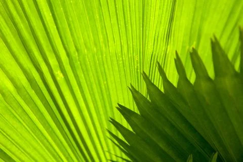 Palm leaf with diagonal lines closeup Stock Photos