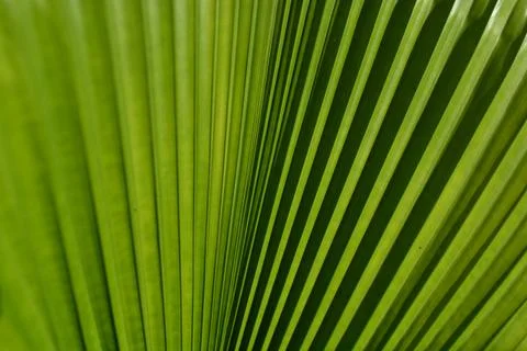 Palm leaf diagonal lines with sunlight and shadow Stock Photos