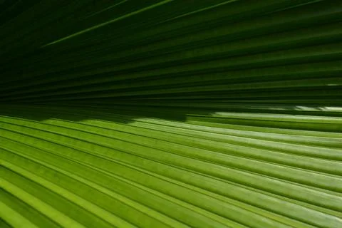 Palm leaf diagonal texture with shade gradient Stock Photos