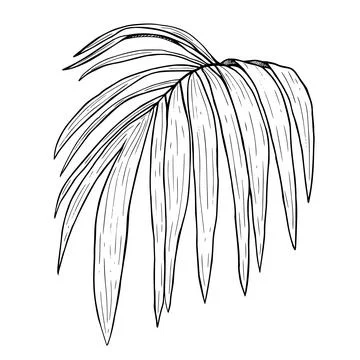 Palm leaf drawing. Graphic black and white hand-drawn vector illustration. 스톡 일러스트